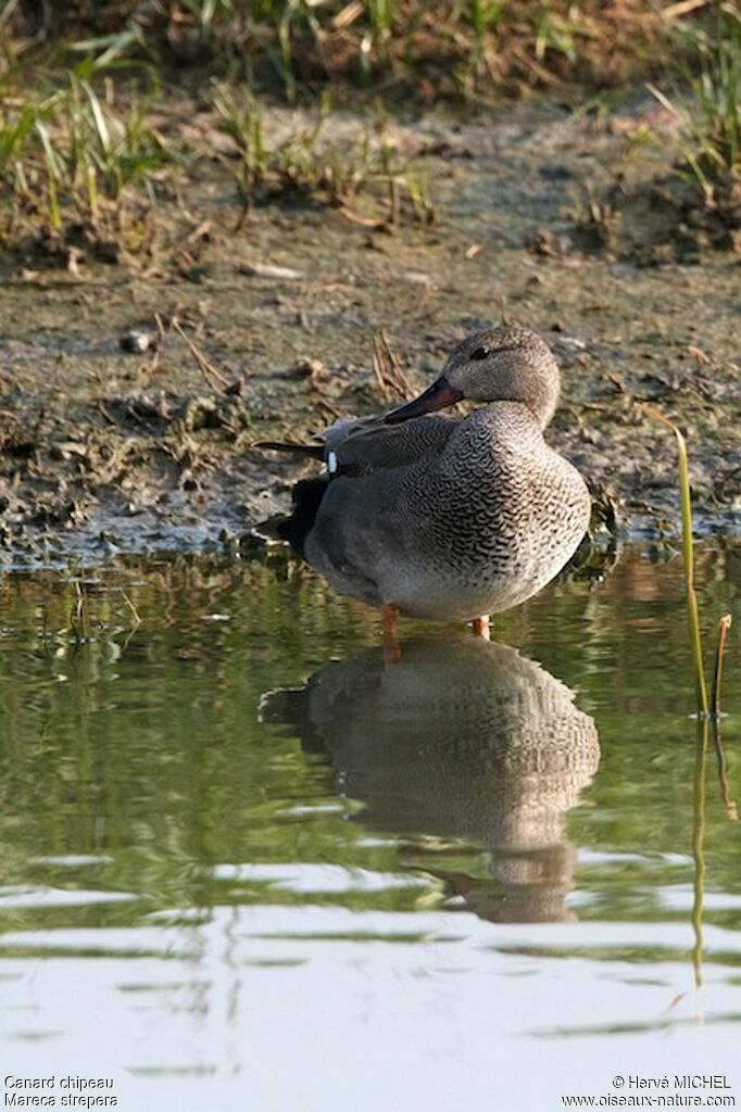 Gadwall male adult, identification