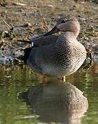 Canard chipeau