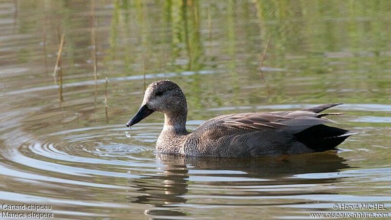 Canard chipeau mâle adulte, identification