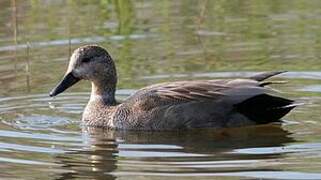 Gadwall