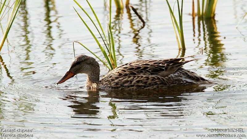 Canard chipeau femelle adulte, identification