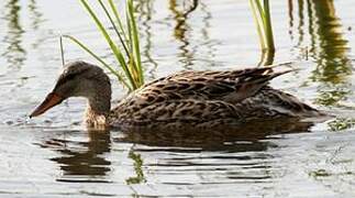 Canard chipeau