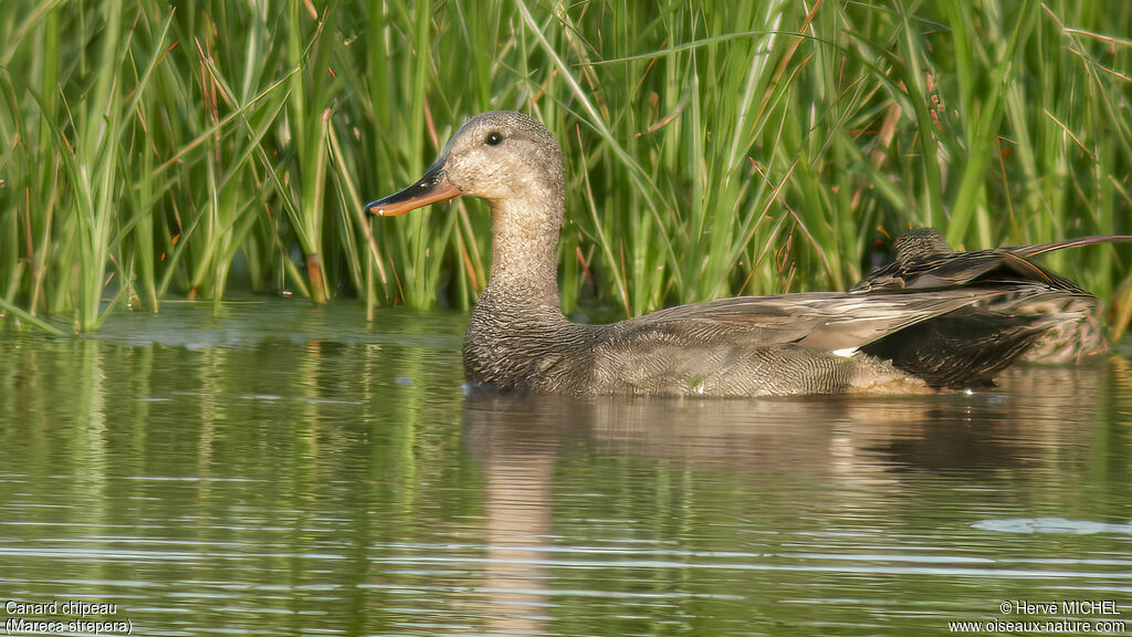 Gadwall