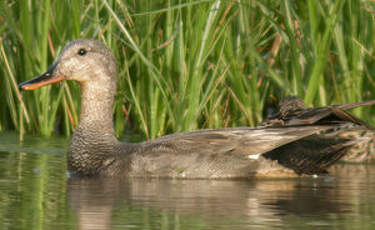 Canard chipeau