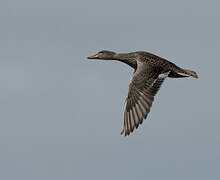 Gadwall