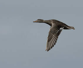 Canard chipeau