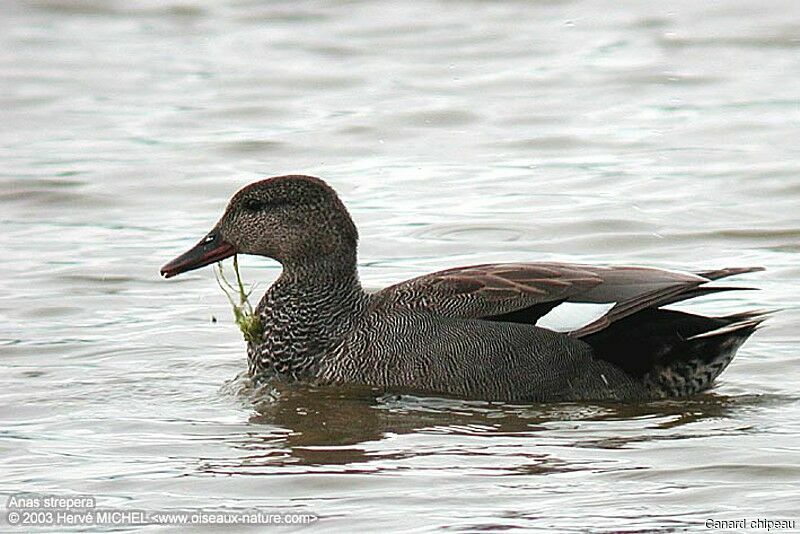 Canard chipeau