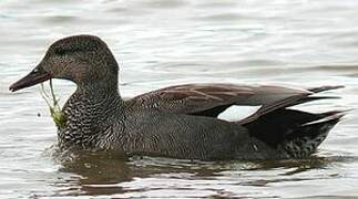 Gadwall