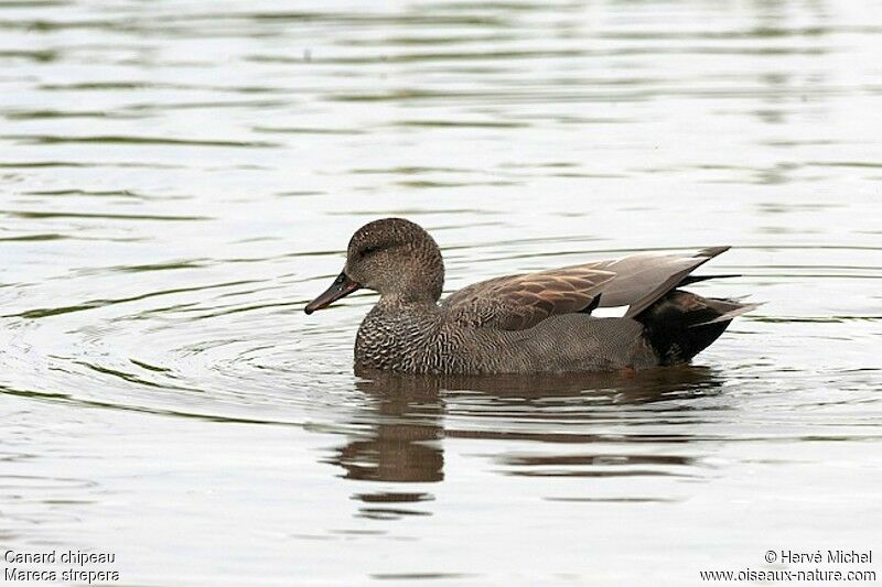 Canard chipeau mâle adulte nuptial