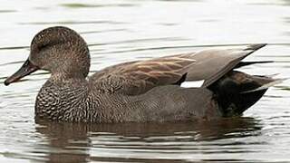 Gadwall