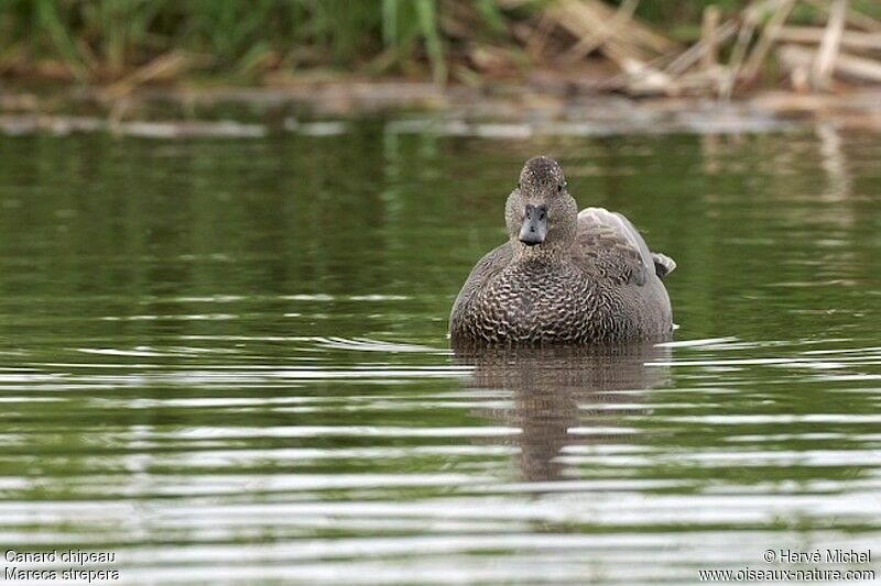 Canard chipeau mâle adulte nuptial