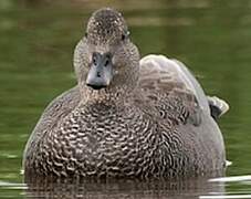 Gadwall