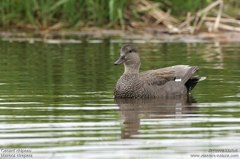 Canard chipeau mâle adulte nuptial