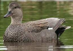 Canard chipeau