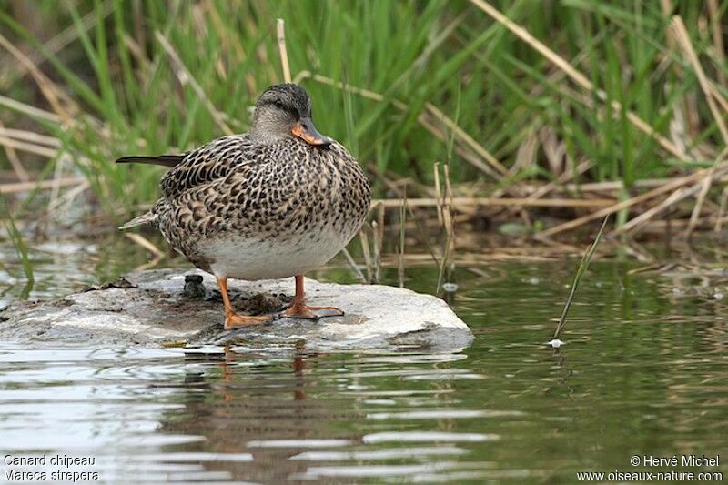 Canard chipeau femelle adulte nuptial