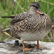 Gadwall