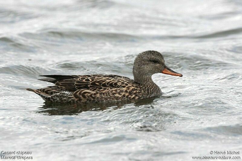 Canard chipeau femelle adulte nuptial