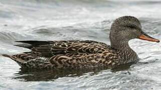 Gadwall