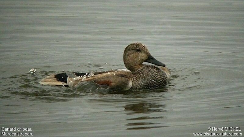 Canard chipeau mâle adulte, identification