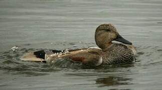 Gadwall