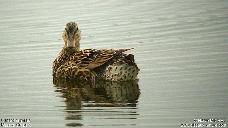 Gadwall female adult, identification