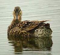 Gadwall