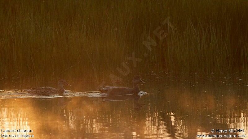 Canard chipeau , identification