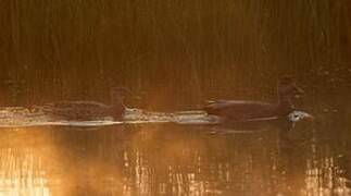 Canard chipeau