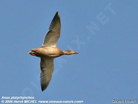 Mallard female adult