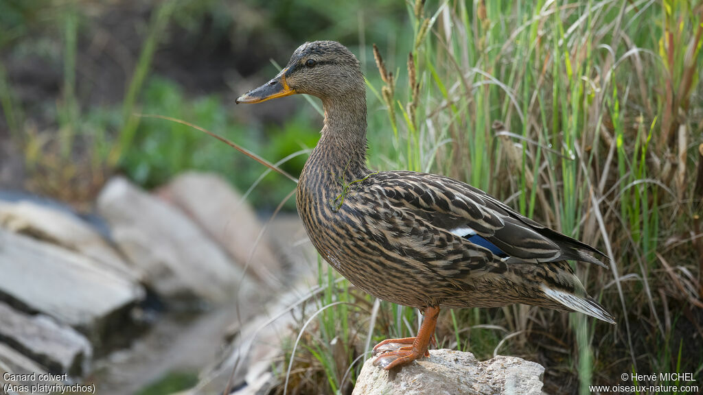 Canard colvert femelle adulte nuptial