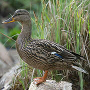 Canard colvert