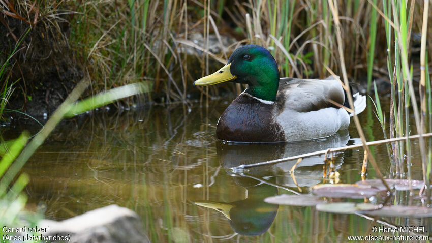 Mallard male adult breeding