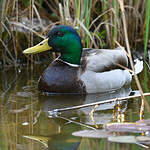 Canard colvert