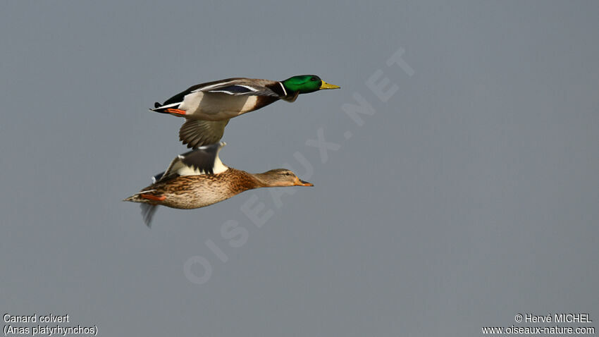 Mallardadult