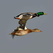 Mallard