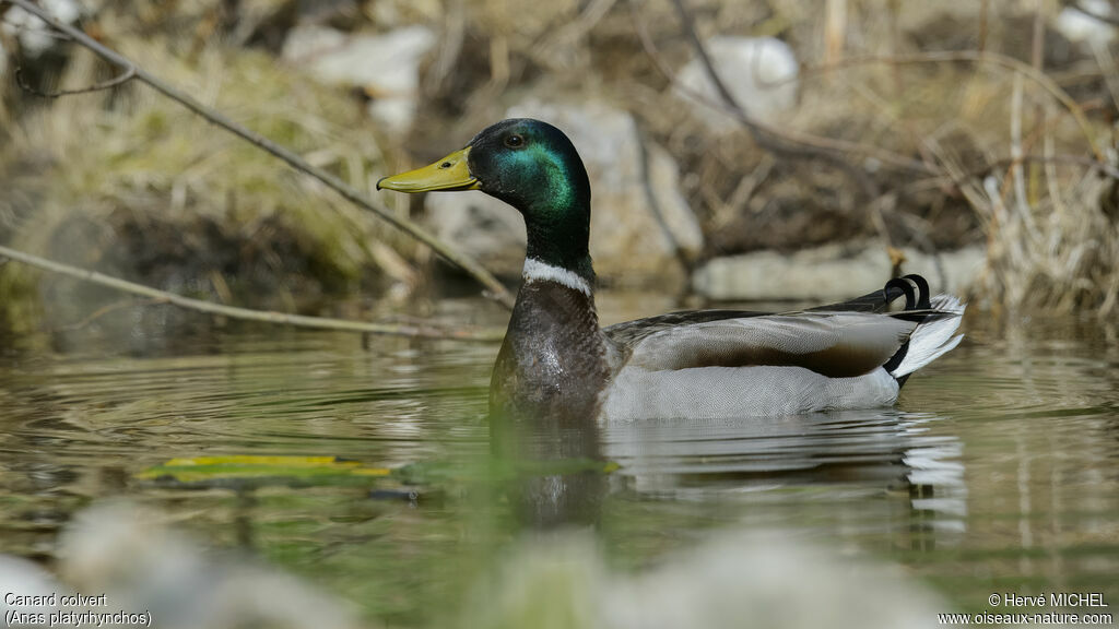 Canard colvert