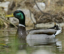 Canard colvert