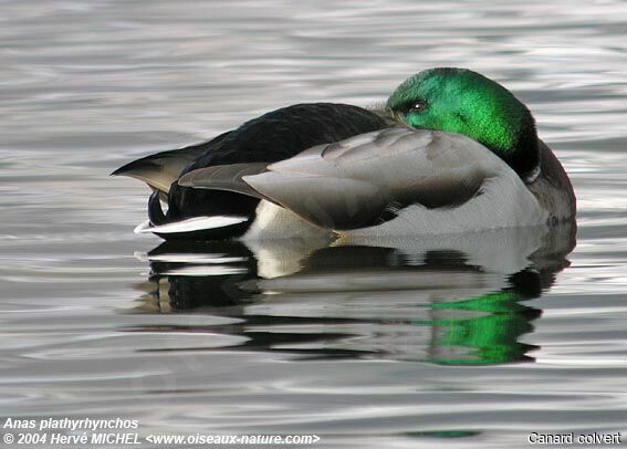 Canard colvert