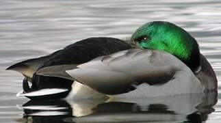 Mallard