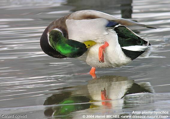 Canard colvert