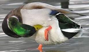 Mallard