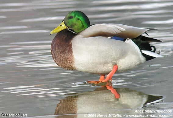 Canard colvert