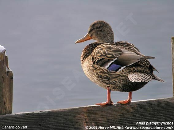 Canard colvert