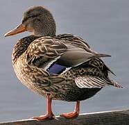 Mallard