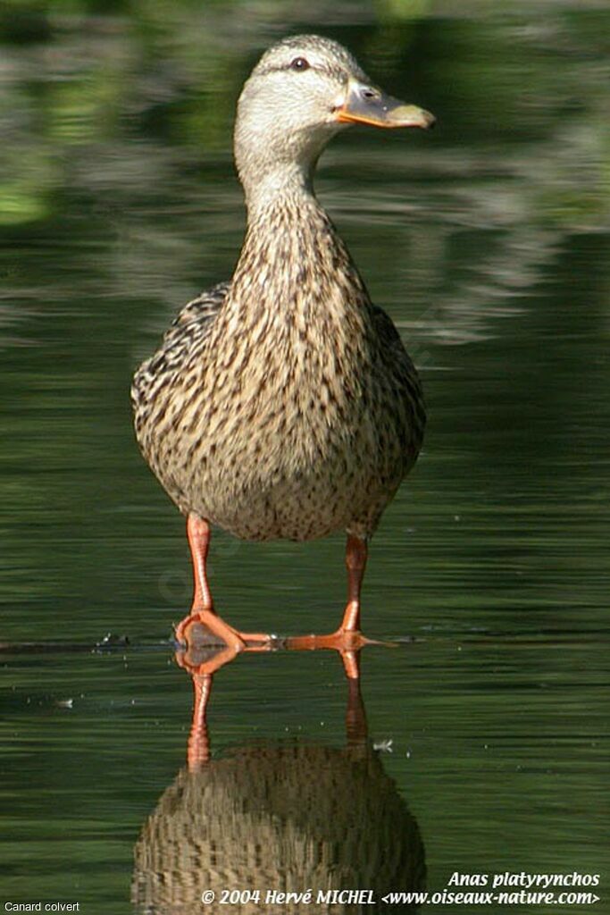 Canard colvert