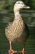 Canard colvert