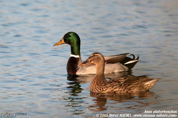 Canard colvert