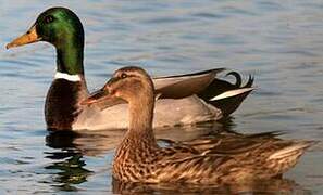 Canard colvert