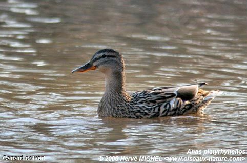 Canard colvert femelle adulte