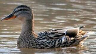 Canard colvert